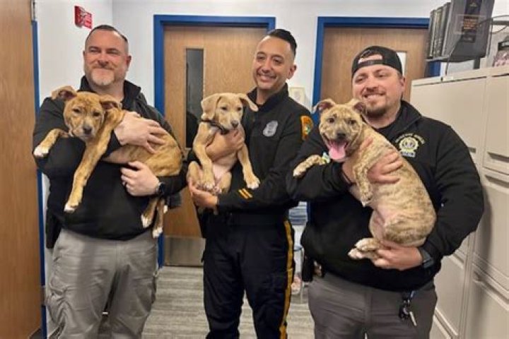 
Texas city fires animal shelter workers after dozens of pets improperly euthanized 